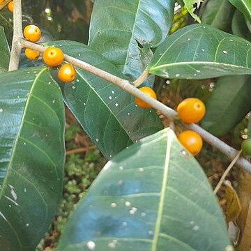 Ficus virgata unspecified picture