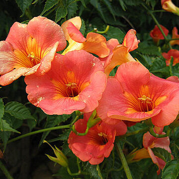 Campsis unspecified picture