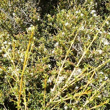 Olearia solandri unspecified picture