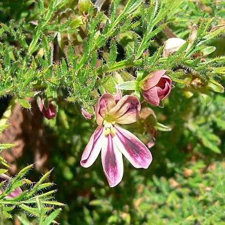 Pelargonium triste (l.) l'hér. unspecified picture