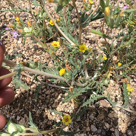 Mentzelia congesta unspecified picture