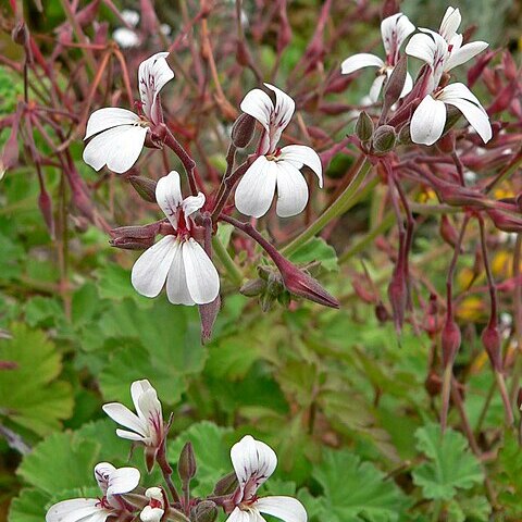 Pelargonium odoratissimum unspecified picture