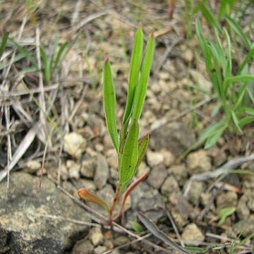 Polygonum tenue unspecified picture