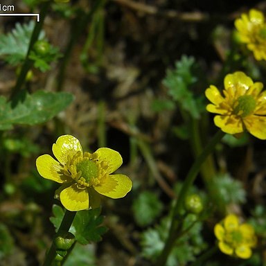 Ranunculus flabellaris unspecified picture