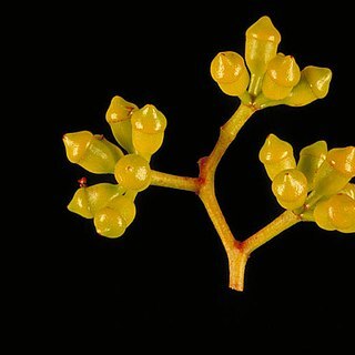 Corymbia bloxsomei unspecified picture