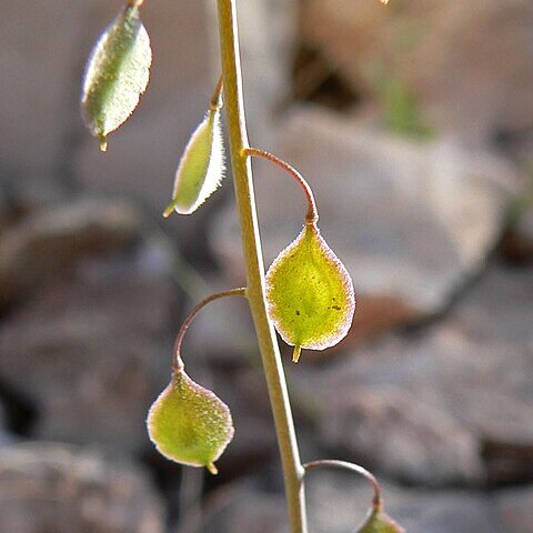 Thysanocarpus curvipes unspecified picture