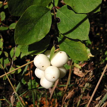 Symphoricarpos unspecified picture