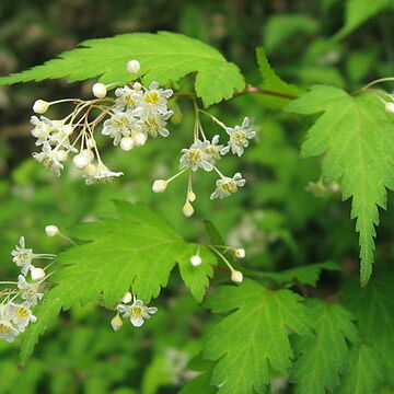 Neillia incisa unspecified picture