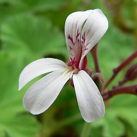 Pelargonium odoratissimum unspecified picture