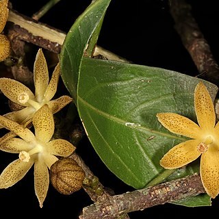 Cola natalensis unspecified picture