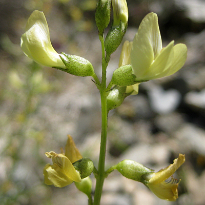Astragalus tricarinatus unspecified picture