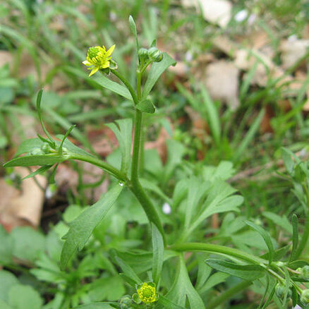 Ranunculus micranthus unspecified picture