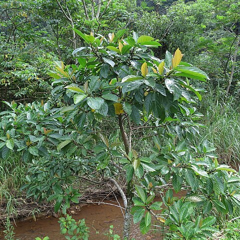 Ficus benguetensis unspecified picture