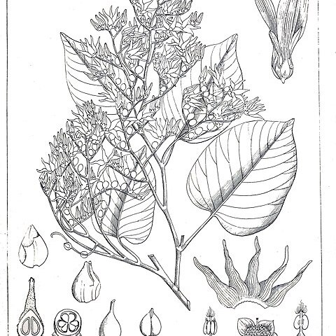 Shorea tumbuggaia unspecified picture