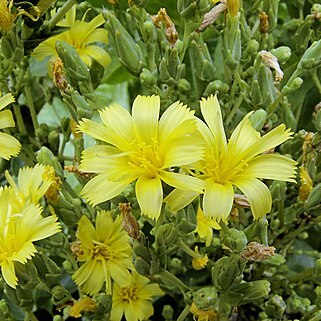 Lactuca unspecified picture