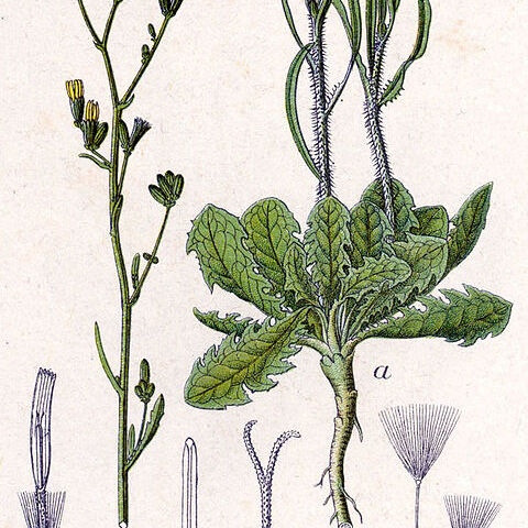Chondrilla unspecified picture