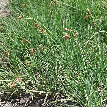Carex angustisquama unspecified picture