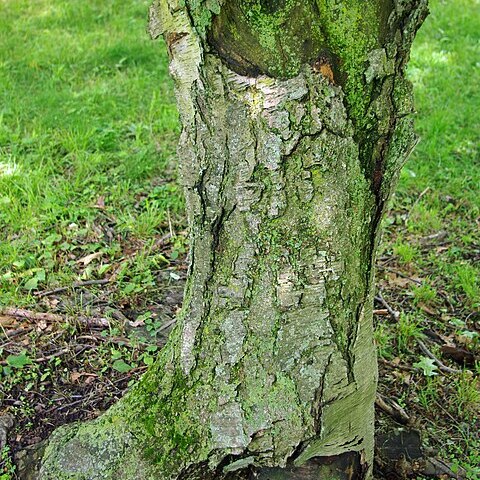Betula grossa unspecified picture