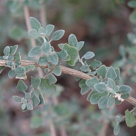 Atriplex amnicola unspecified picture