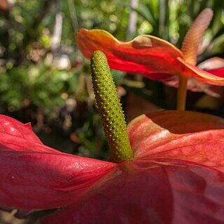 Anthurium crassinervium unspecified picture