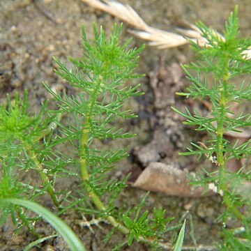 Myriophyllum ussuriense unspecified picture