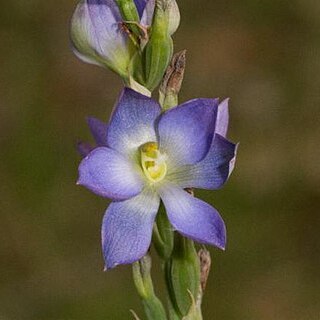 Thelymitra grandiflora unspecified picture