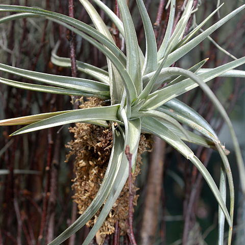 Tillandsia jucunda unspecified picture