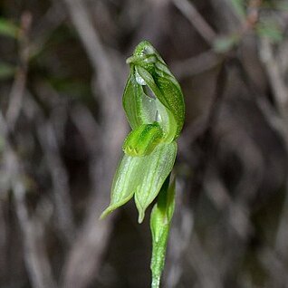 Pterostylis prasina unspecified picture