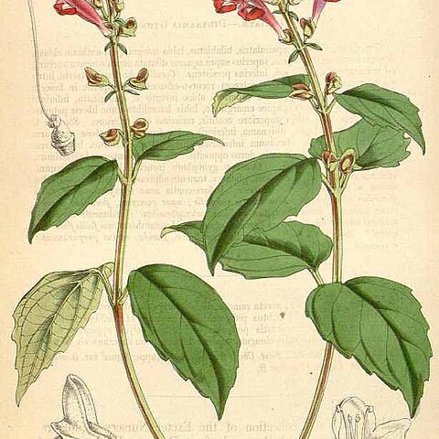 Scutellaria incarnata unspecified picture
