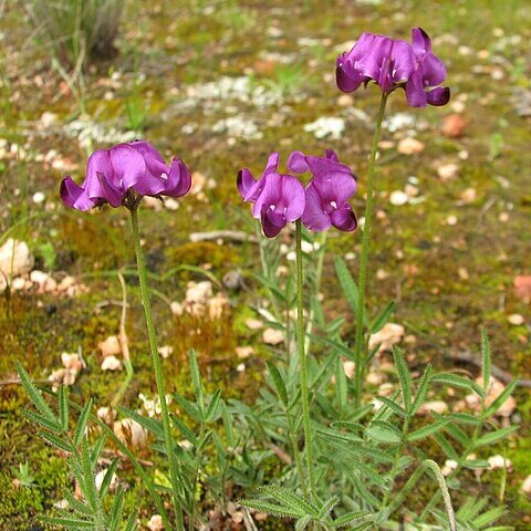 Swainsona behriana unspecified picture