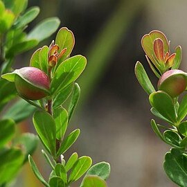 Searsia crenata unspecified picture