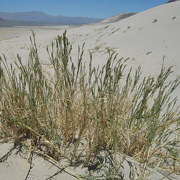 Swallenia unspecified picture