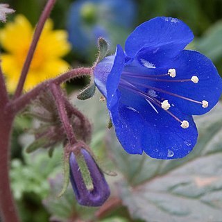 Phacelia nashiana unspecified picture