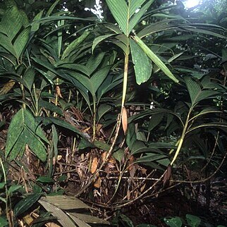 Pinanga unspecified picture