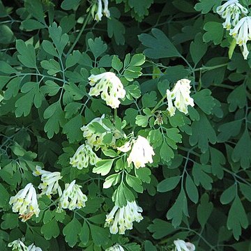 Pseudofumaria unspecified picture
