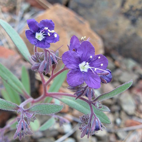 Phacelia greenei unspecified picture