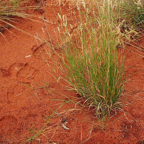 Paraneurachne unspecified picture