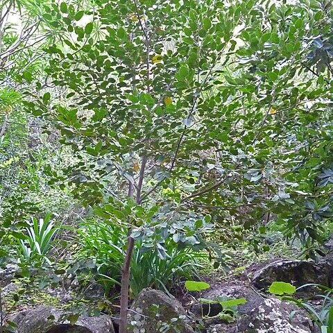 Rhamnus glandulosa unspecified picture