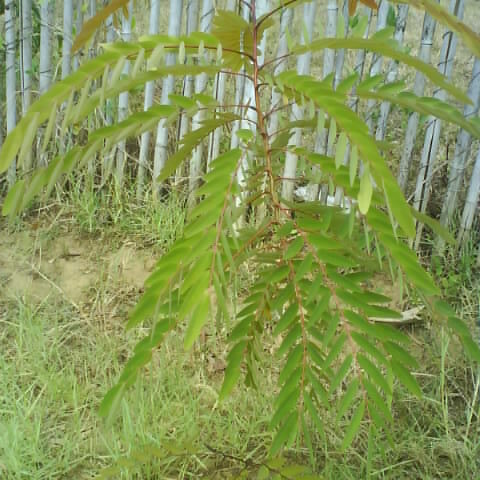 Leucaena salvadorensis unspecified picture