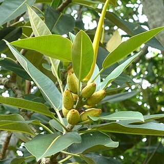 Ficus pleurocarpa unspecified picture
