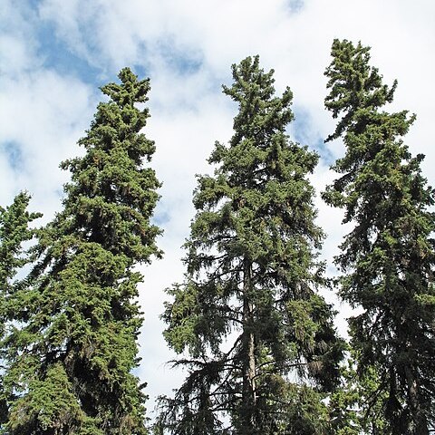 Picea glauca unspecified picture