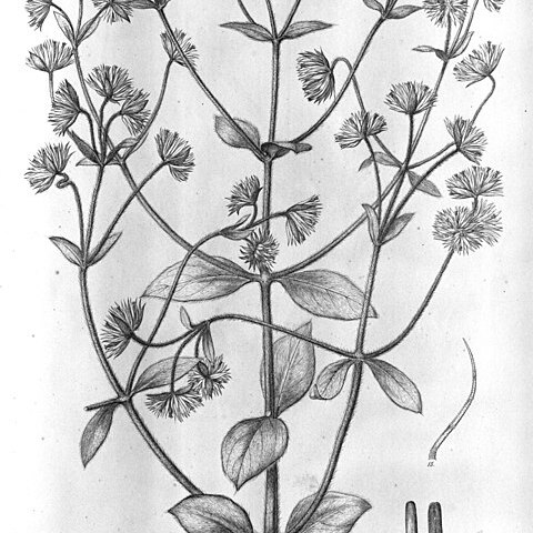 Gomphrena regeliana unspecified picture