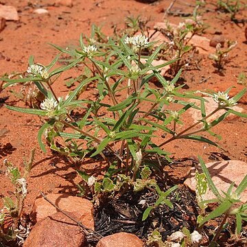 Gomphrena lanata unspecified picture