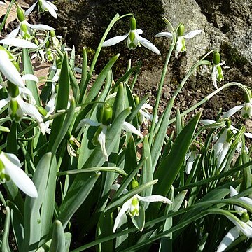 Galanthus gracilis unspecified picture
