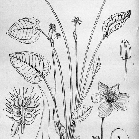 Ranalisma unspecified picture