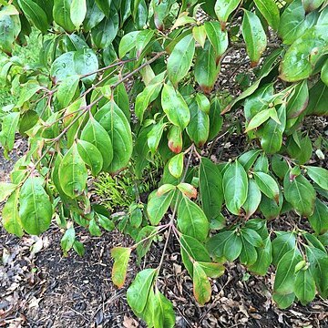 Cornus hongkongensis unspecified picture