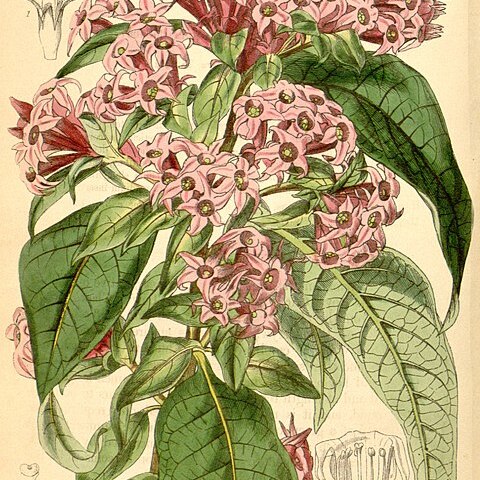 Cestrum endlicheri unspecified picture