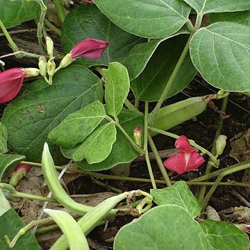 Canavalia unspecified picture