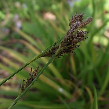 Carex mendocinensis unspecified picture