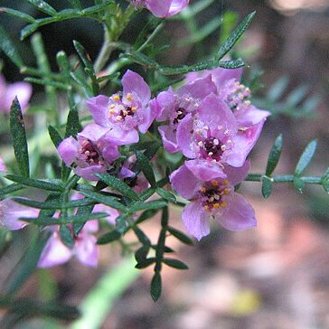 Boronia safrolifera unspecified picture